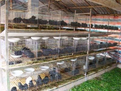 隆润农业豚鼠养殖市场前景分析